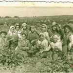 FOTOS ANTIGUAS: LABORES EN EL CAMPO